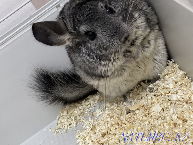 Chinchilla with cage Astana - photo 2