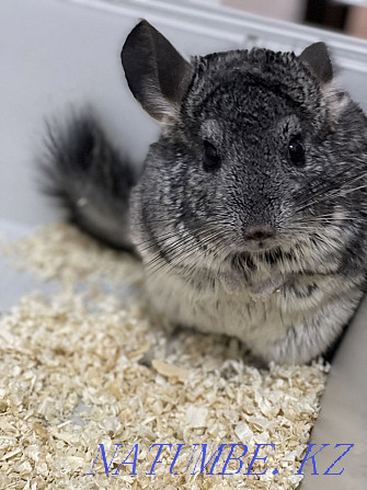 Chinchilla with cage Astana - photo 1