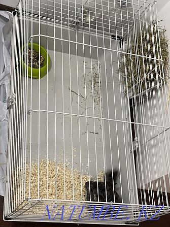 Chinchilla with cage Astana - photo 3