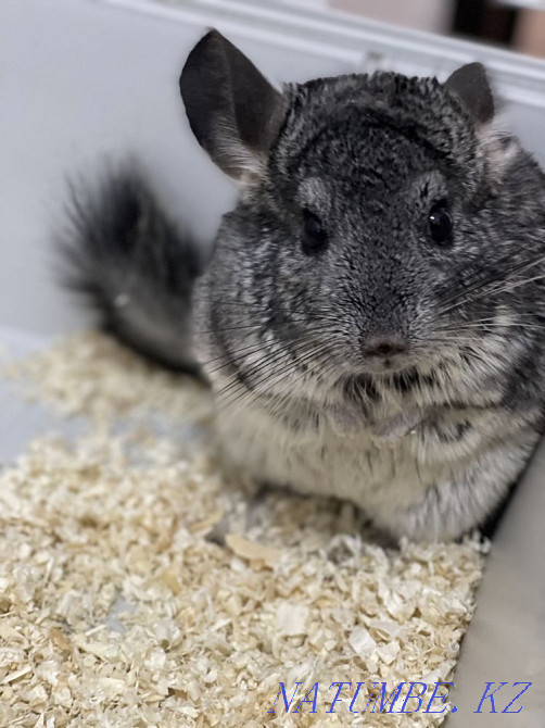 Шиншилла с клеткой Астана - изображение 1