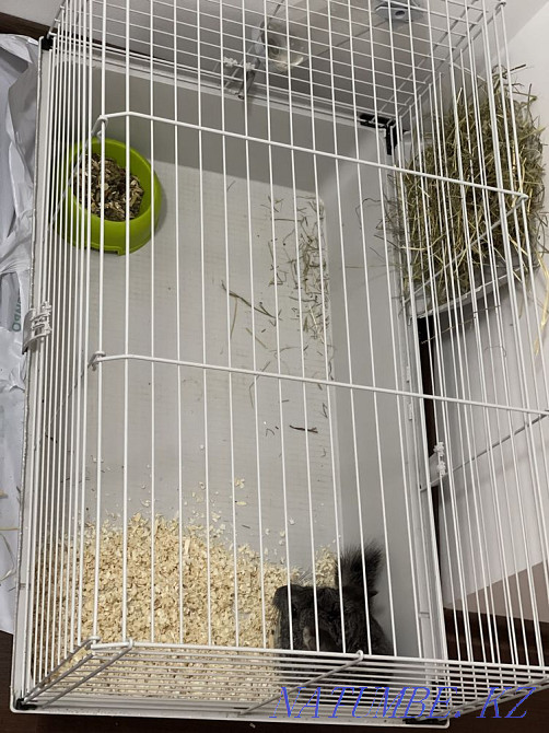 Шиншилла с клеткой Астана - изображение 3