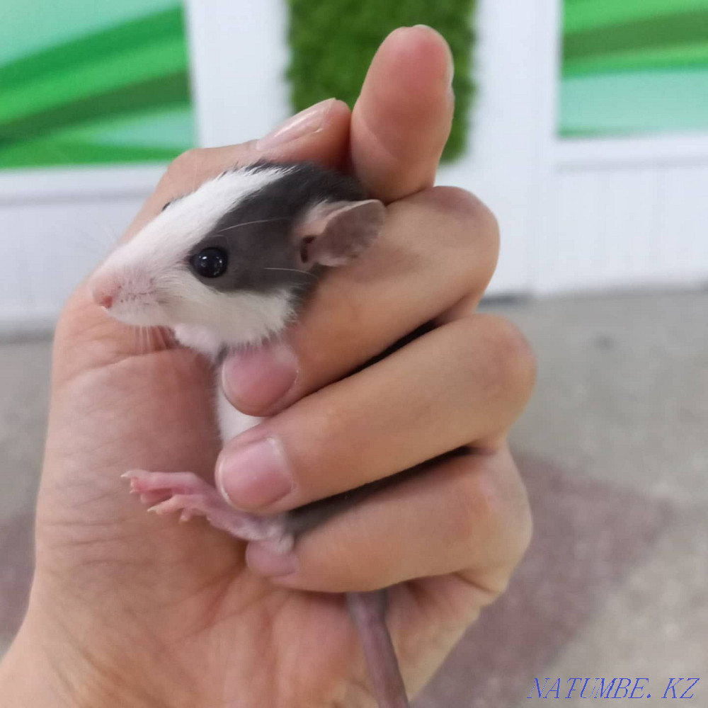 Dumbo rats decorative Ust-Kamenogorsk - photo 1