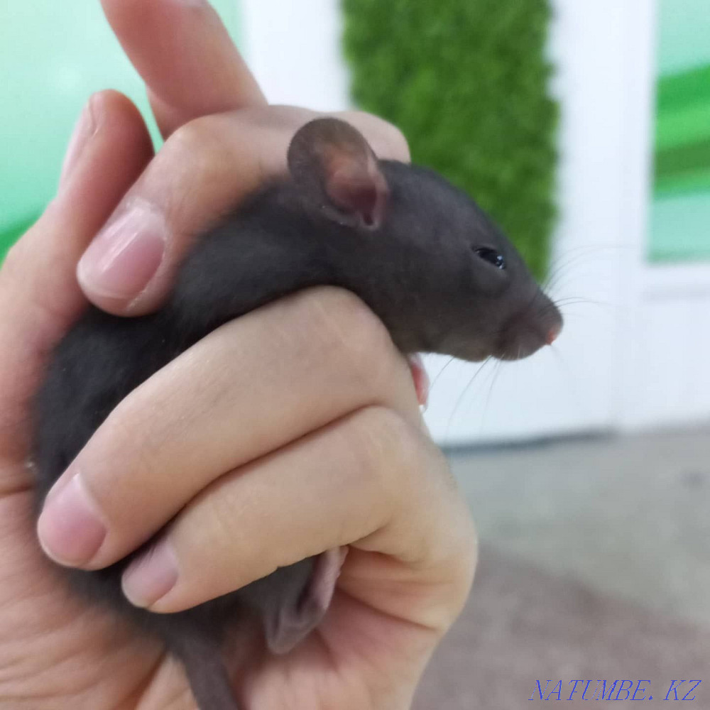 Dumbo rats decorative Ust-Kamenogorsk - photo 2