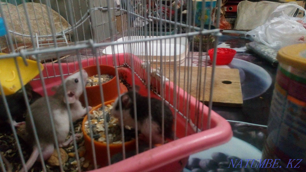 Charming rats Almaty - photo 1