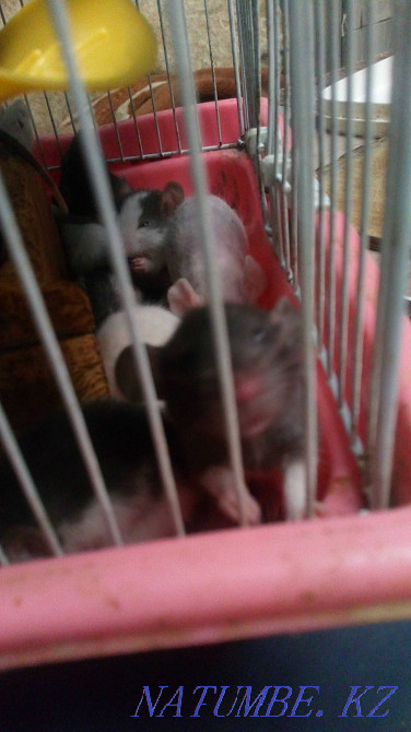 Charming rats Almaty - photo 6