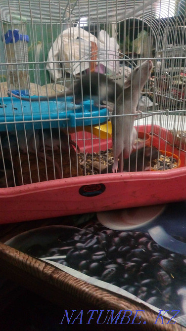 Charming rats Almaty - photo 5