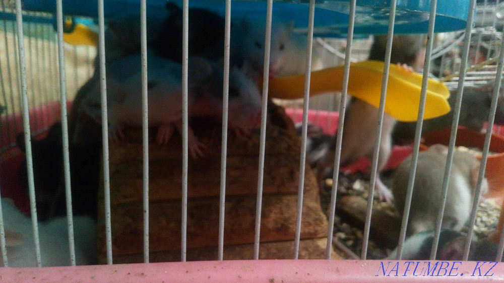 Charming rats Almaty - photo 3