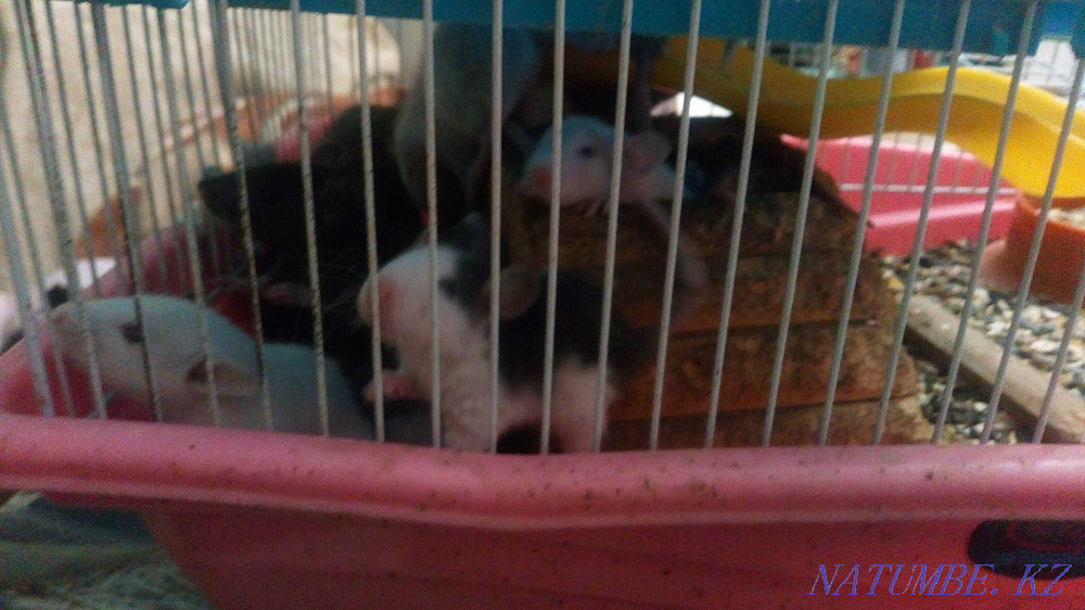 Charming rats Almaty - photo 4