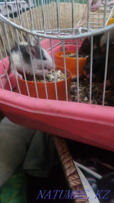 Charming rats Almaty - photo 7