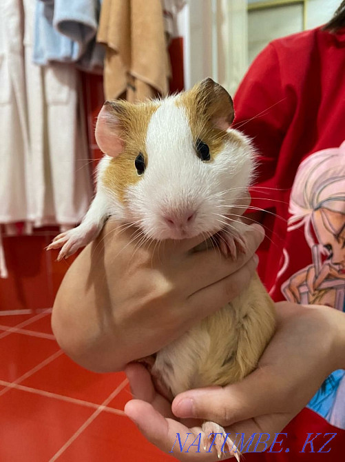 Продажа морскою свинку домашный с клеткой Акжар - изображение 3