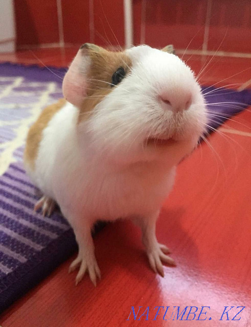 Продажа морскою свинку домашный с клеткой Акжар - изображение 1