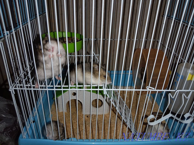 We sell Djungarian hamsters Temirtau - photo 1