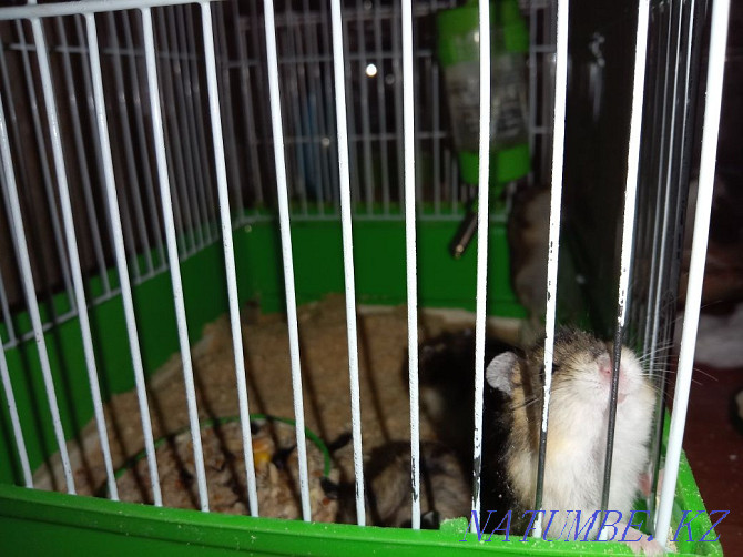 We sell Djungarian hamsters Temirtau - photo 2