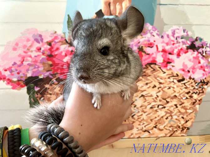 Chinchilla, 2 months Pavlodar - photo 1