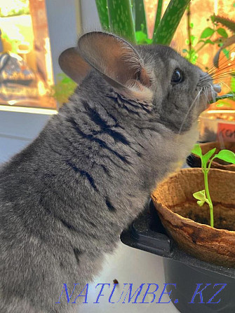 Chinchilla, 2 months Pavlodar - photo 4