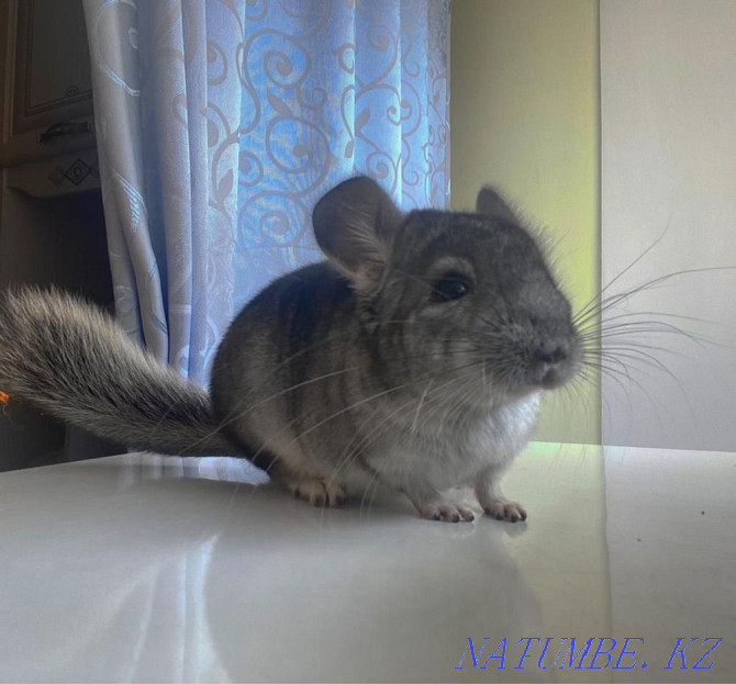 Chinchilla, 2 months Pavlodar - photo 5