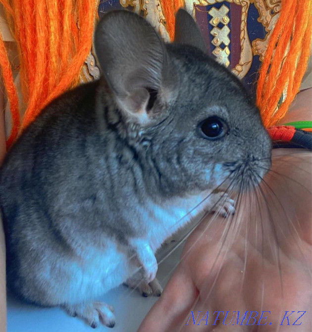 Chinchilla, 2 months Pavlodar - photo 3