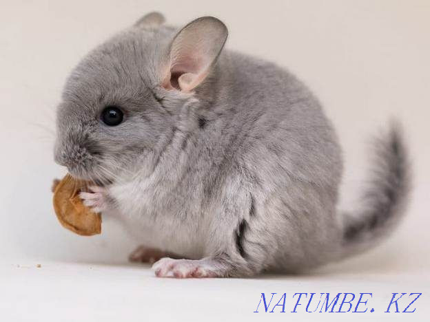 Baby Chinchilla Ust-Kamenogorsk - photo 1