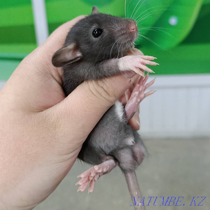 baby dumbo rats Ust-Kamenogorsk - photo 4