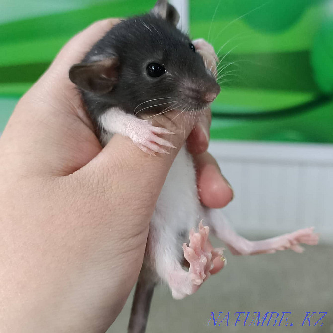 baby dumbo rats Ust-Kamenogorsk - photo 3