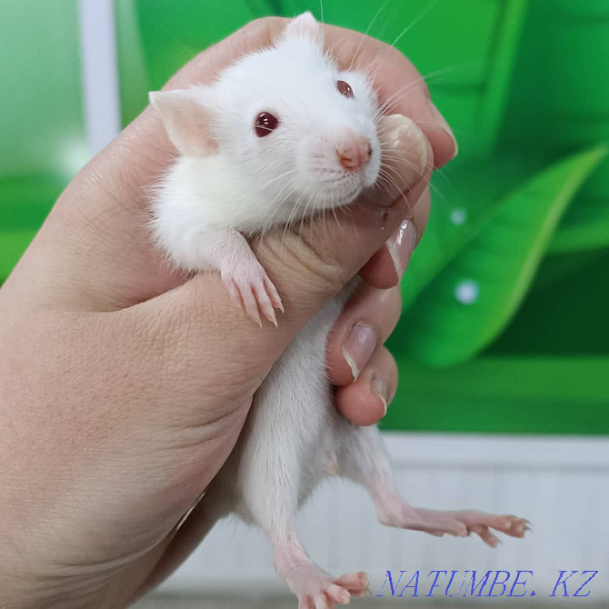 baby dumbo rats Ust-Kamenogorsk - photo 5