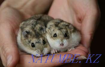 Djungarian hamsters Ust-Kamenogorsk - photo 2