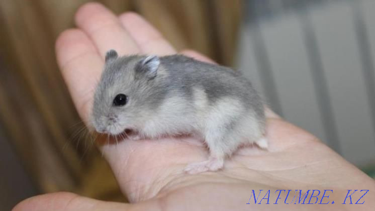 Djungarian hamsters Ust-Kamenogorsk - photo 3