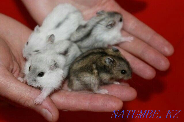 Djungarian hamsters Ust-Kamenogorsk - photo 1