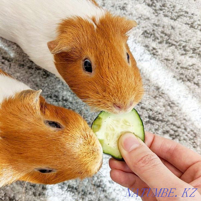 Guinea pigs of different colors Ust-Kamenogorsk - photo 2