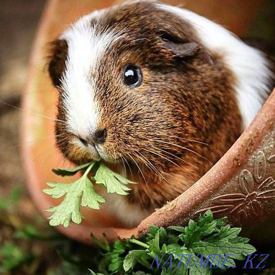 Морские свинки разных окрасов Усть-Каменогорск - изображение 1