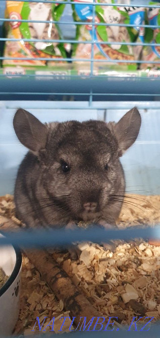 Chinchilla female and male Kostanay - photo 2