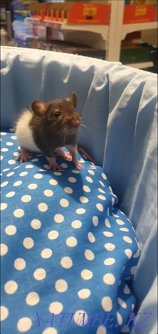 Декоративные крысята Костанай - изображение 2