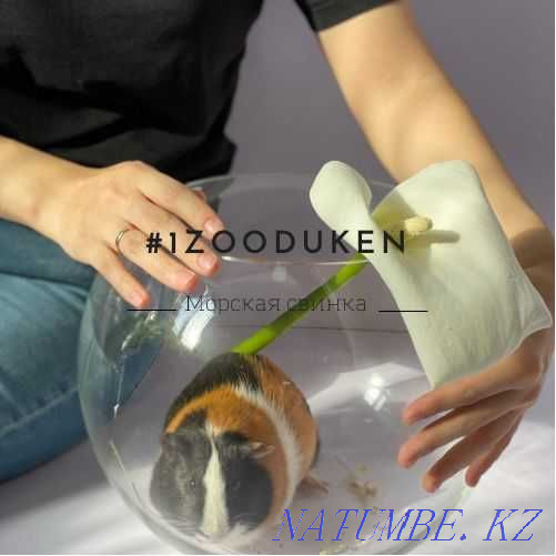 Морская свинка есть доставка Байтерек - изображение 1