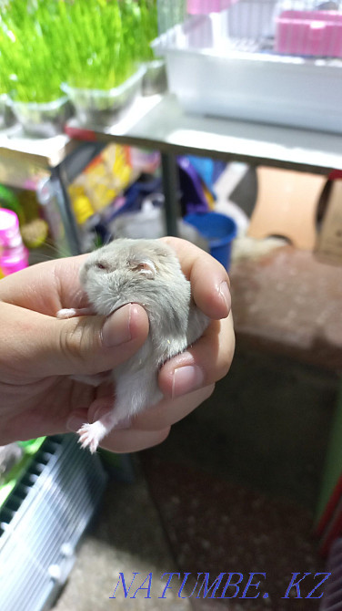 hamsters for sale Ust-Kamenogorsk - photo 1