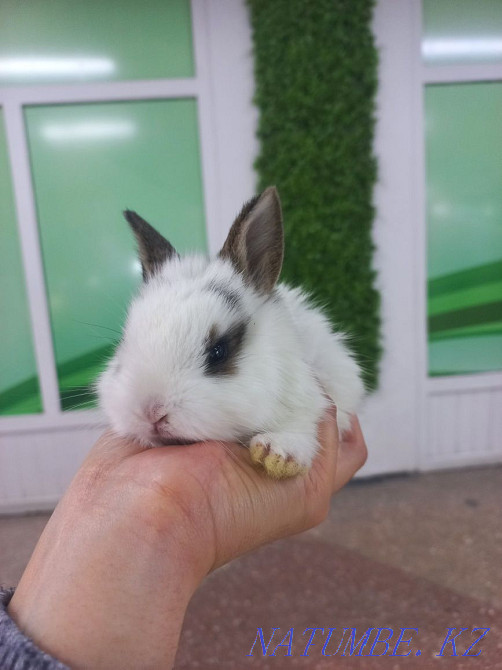 Кролики декоративные и карликовые Усть-Каменогорск - изображение 3