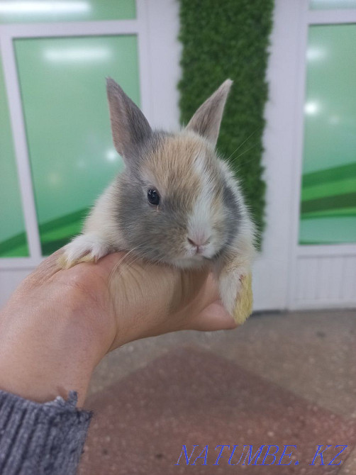 Кролики декоративные и карликовые Усть-Каменогорск - изображение 2