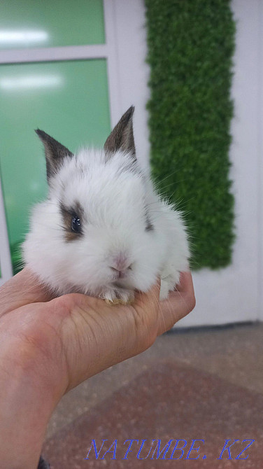 Кролики декоративные и карликовые Усть-Каменогорск - изображение 4