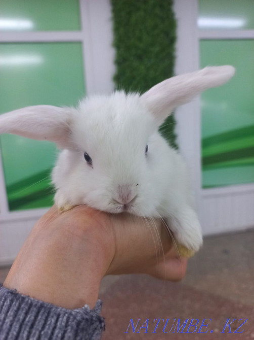 Кролики декоративные и карликовые Усть-Каменогорск - изображение 5