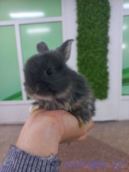 Кролики декоративные и карликовые Усть-Каменогорск - изображение 1