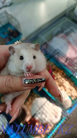 Syrian hamsters Ust-Kamenogorsk - photo 3