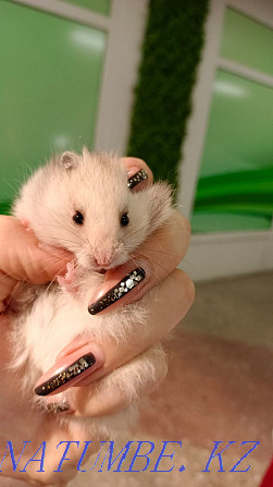 Syrian hamsters Ust-Kamenogorsk - photo 1