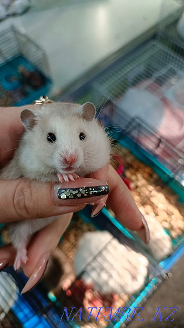 Сирийский хомяки Усть-Каменогорск - изображение 3
