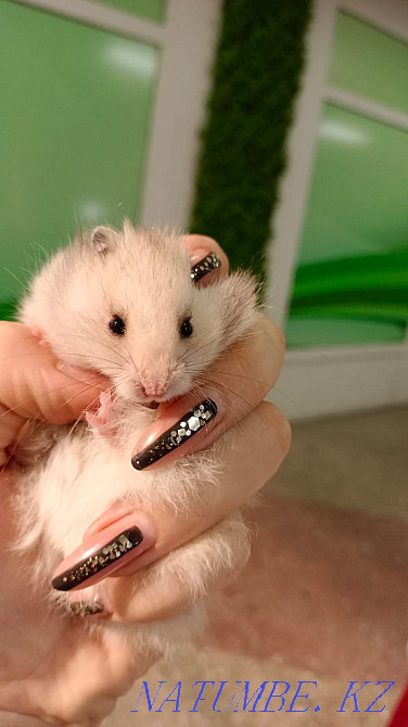 Сирийский хомяки Усть-Каменогорск - изображение 1