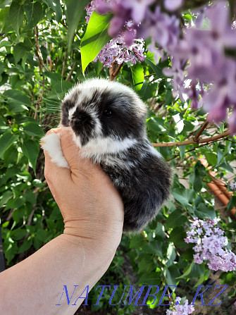 Декоративный кролик. Вислоушка. Чёрный с белым окрас. Астана - изображение 1