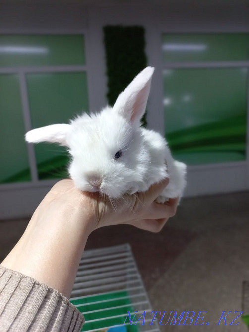 Декоративные кролики Усть-Каменогорск - изображение 4