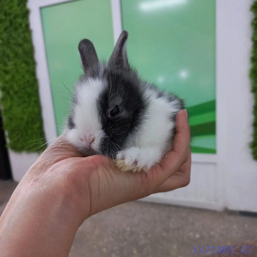 Декоративные кролики Усть-Каменогорск - изображение 3