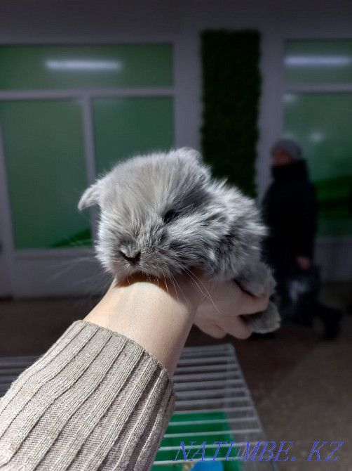 Декоративные кролики Усть-Каменогорск - изображение 5