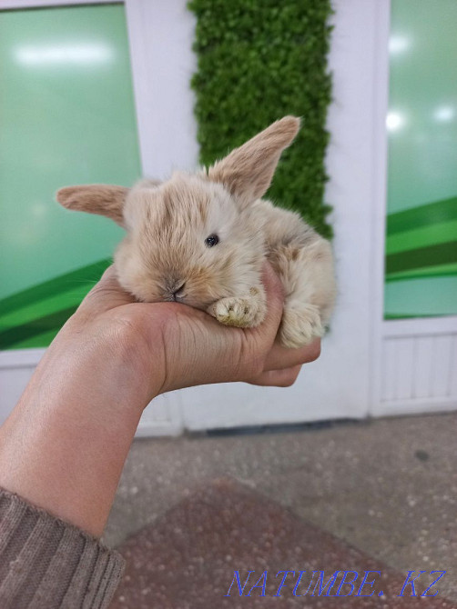 Декоративные кролики Усть-Каменогорск - изображение 1