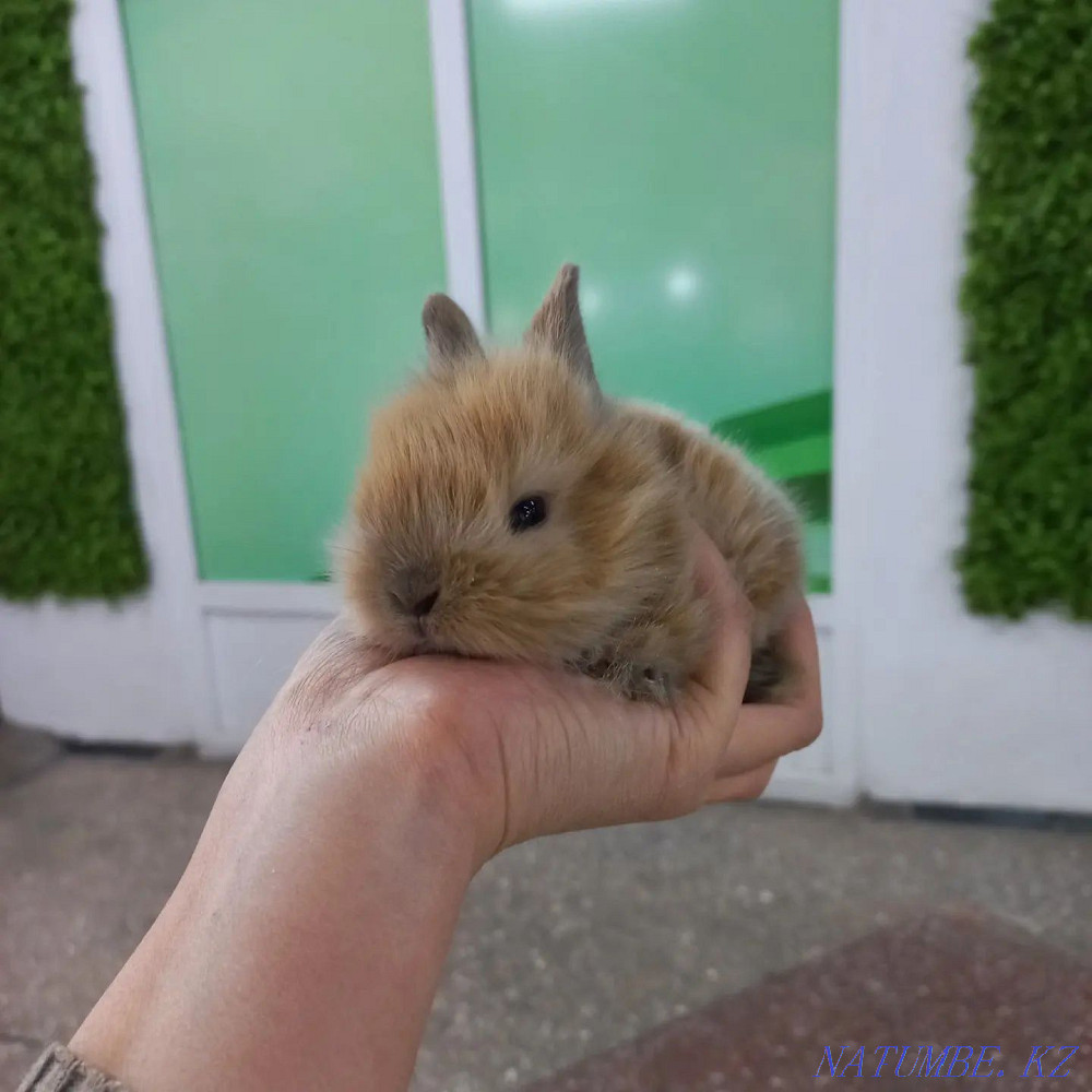 Декоративные кролики Усть-Каменогорск - изображение 2