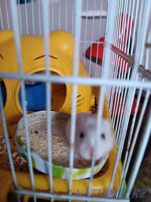 Хомячки девочки мальчики Талдыкорган - изображение 1
